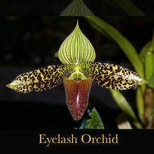 Load image into Gallery viewer, Botanical evening ritual spray for relaxation
