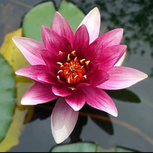 Load image into Gallery viewer, Grounding spirit cleanser for energy clearing and sacred rituals