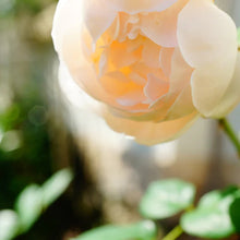 Load image into Gallery viewer, Medicina de Rosa – Rose Ritual Cleanser