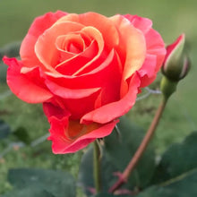 Load image into Gallery viewer, Medicina de Rosa – Rose Ritual Cleanser