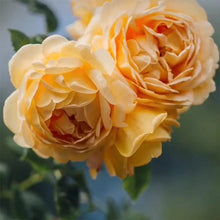 Load image into Gallery viewer, Medicina de Rosa – Rose Ritual Cleanser