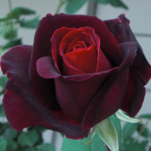 Load image into Gallery viewer, Medicina de Rosa – Rose Ritual Cleanser